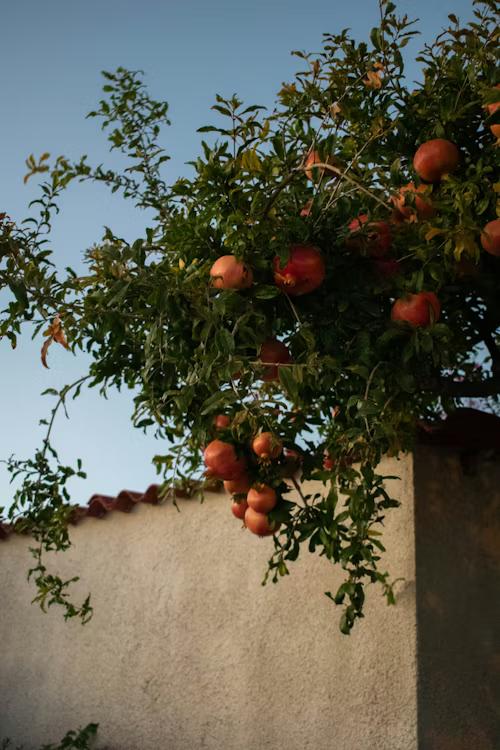 Pomegranate (Red) - Thumbnail 3