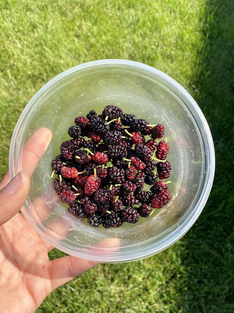Ohio Everbearing Mulberry - Thumbnail 4