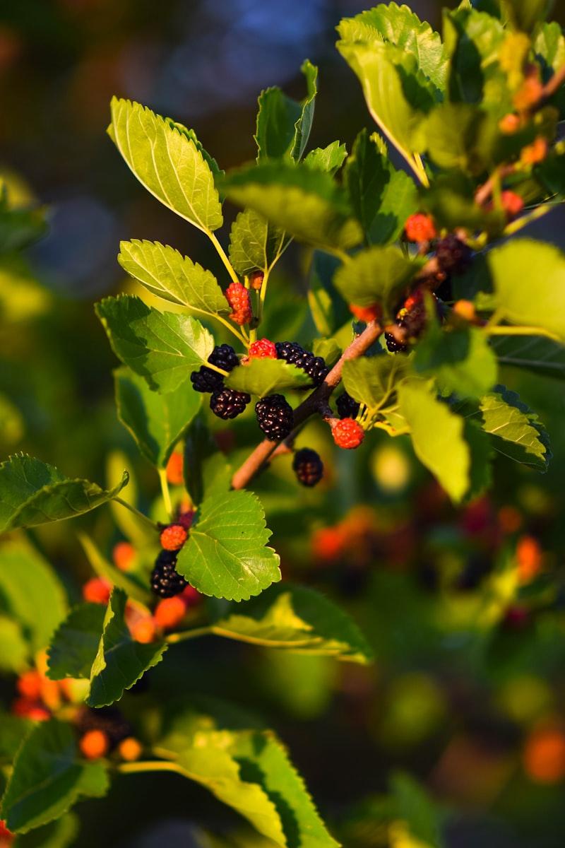 Ohio Everbearing Mulberry - Thumbnail 3