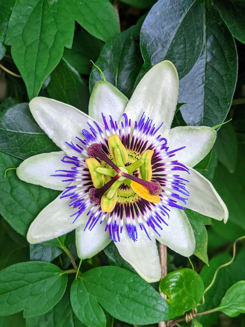 Purple Passion Fruit - Thumbnail 4