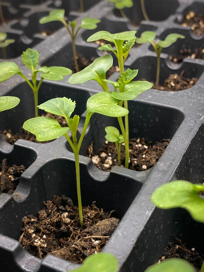 Seedlings in trays