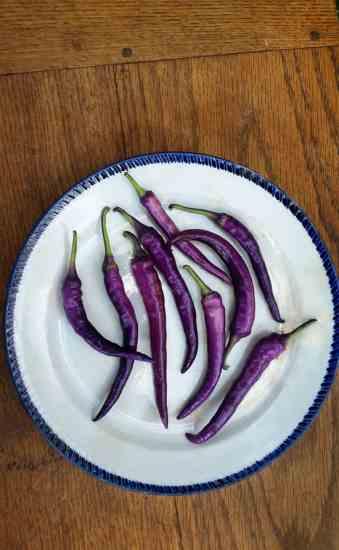 Buena Mulata ornamental hot pepper