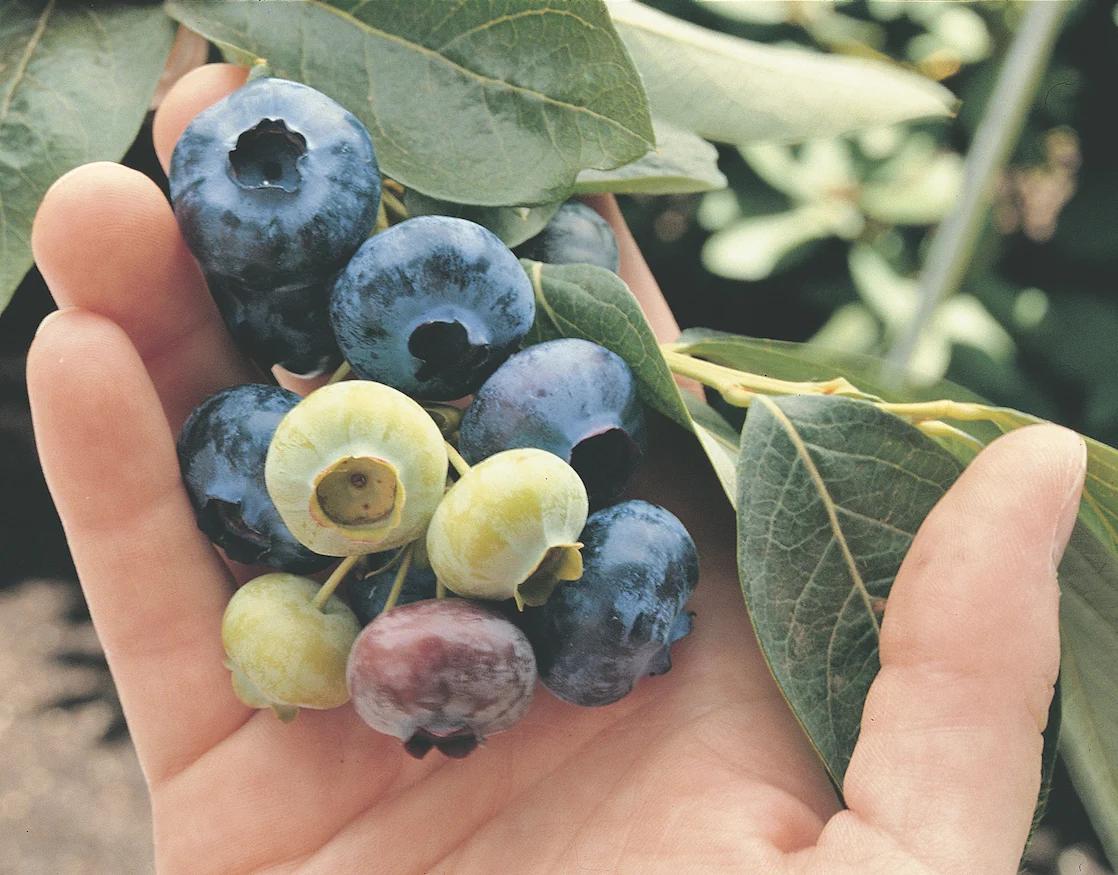 Chandler Blueberry - Thumbnail 2
