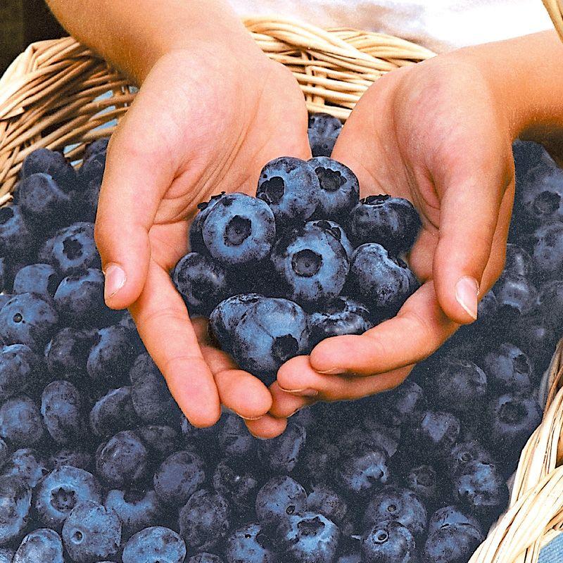 Chandler Blueberry - Thumbnail 3