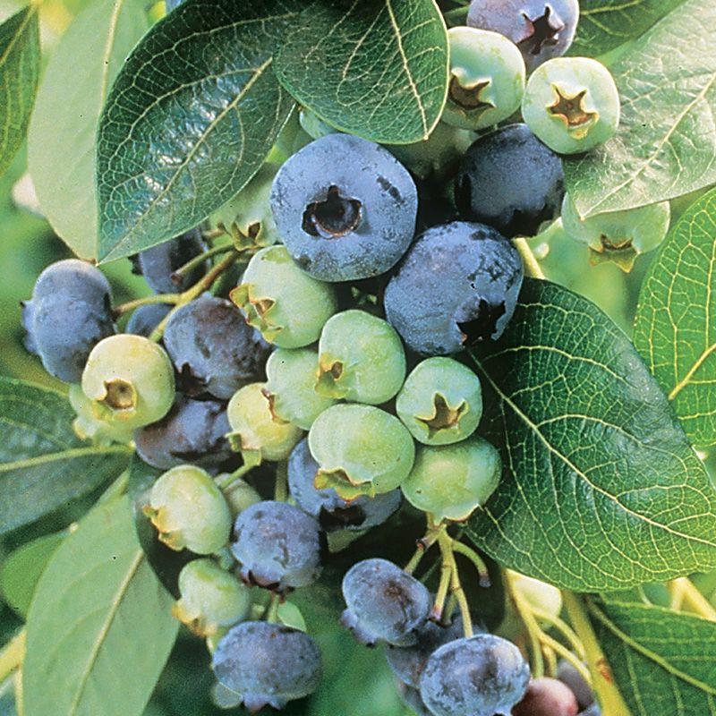Chandler Blueberry - Thumbnail 4