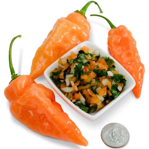 Habanada sweet pepper