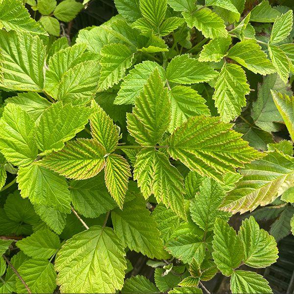 Nantahala Raspberry - Thumbnail 2