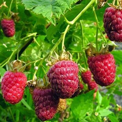 Nantahala Raspberry - Thumbnail 4
