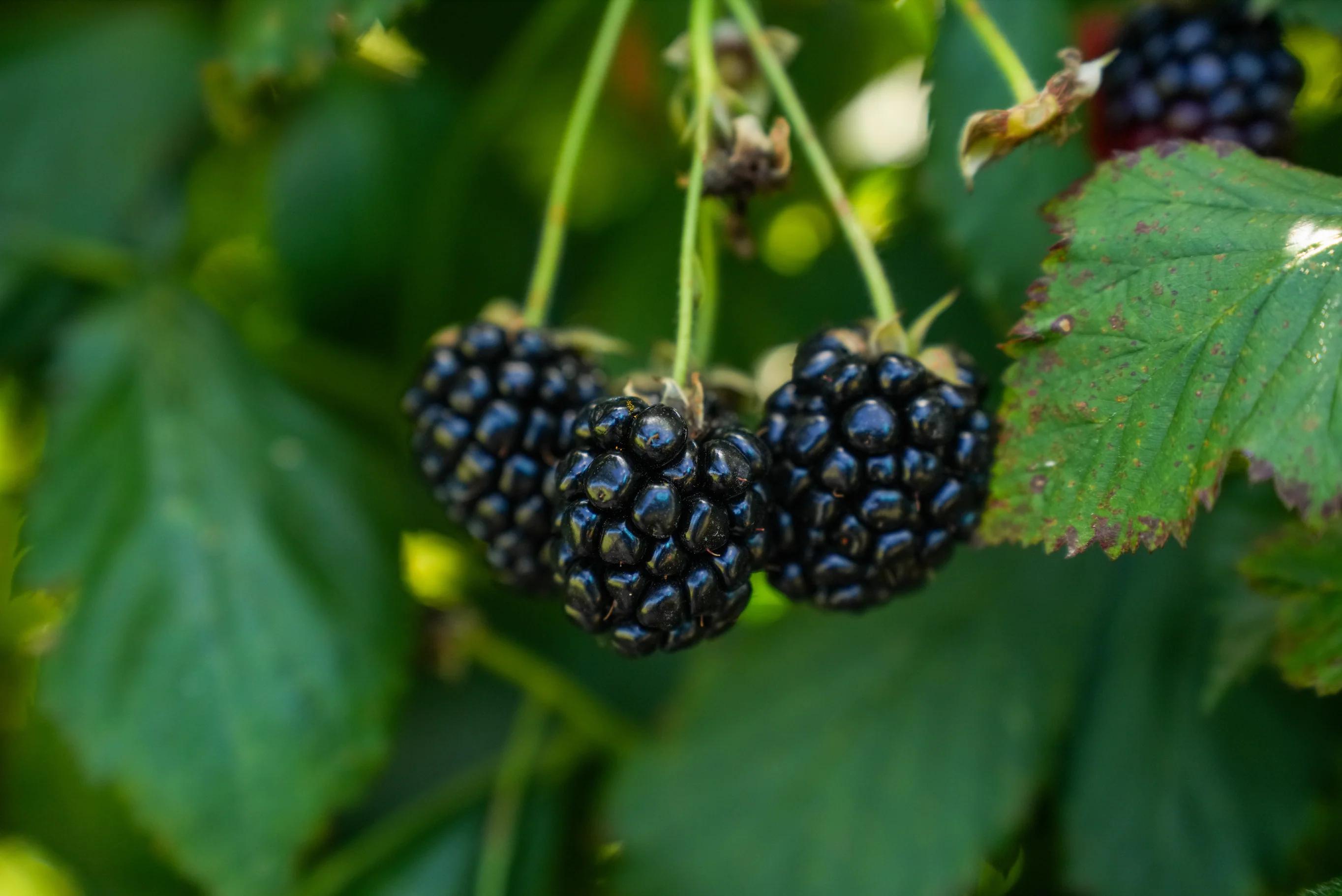Ouachita Blackberry - Thumbnail 3