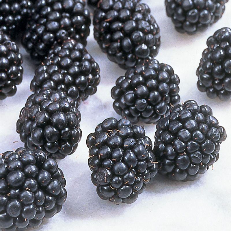 Ouachita Blackberry - Thumbnail 4