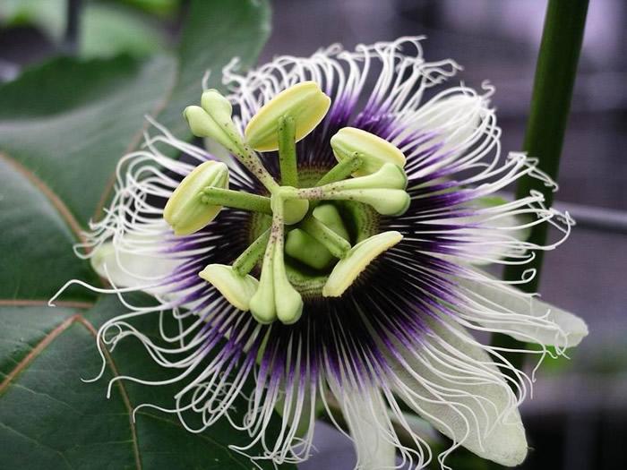 Purple Passion Fruit - Image 1