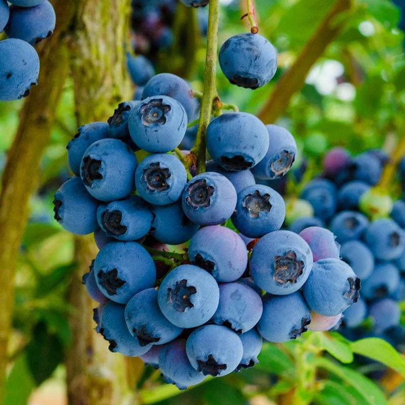 Reka Blueberry - Thumbnail 3