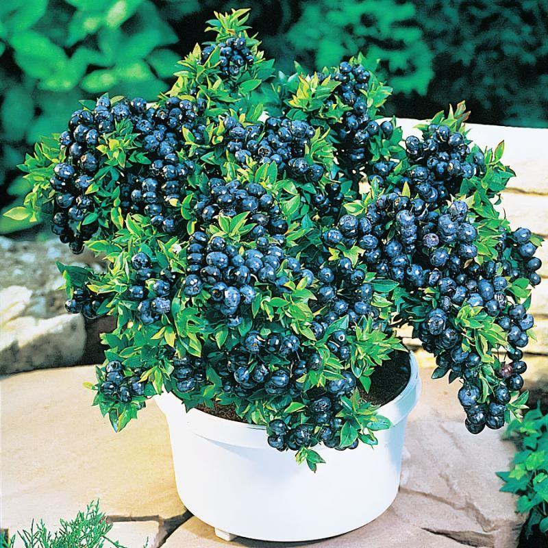 Top Hat Blueberry - Thumbnail 2