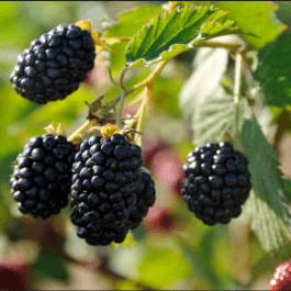 Von Blackberry - Image 1