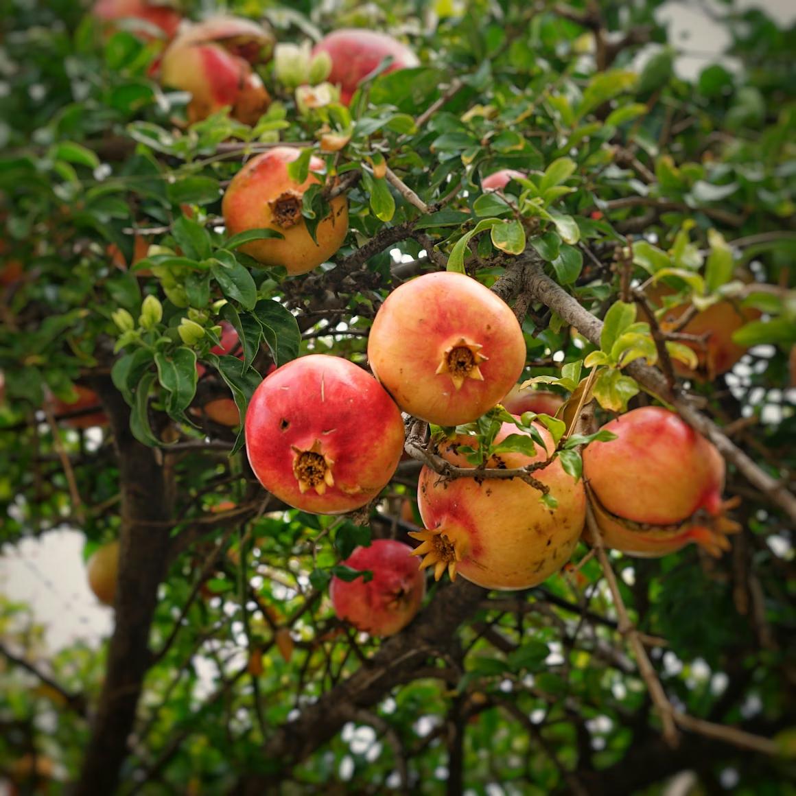 Pomegranate (Red) - Image 1
