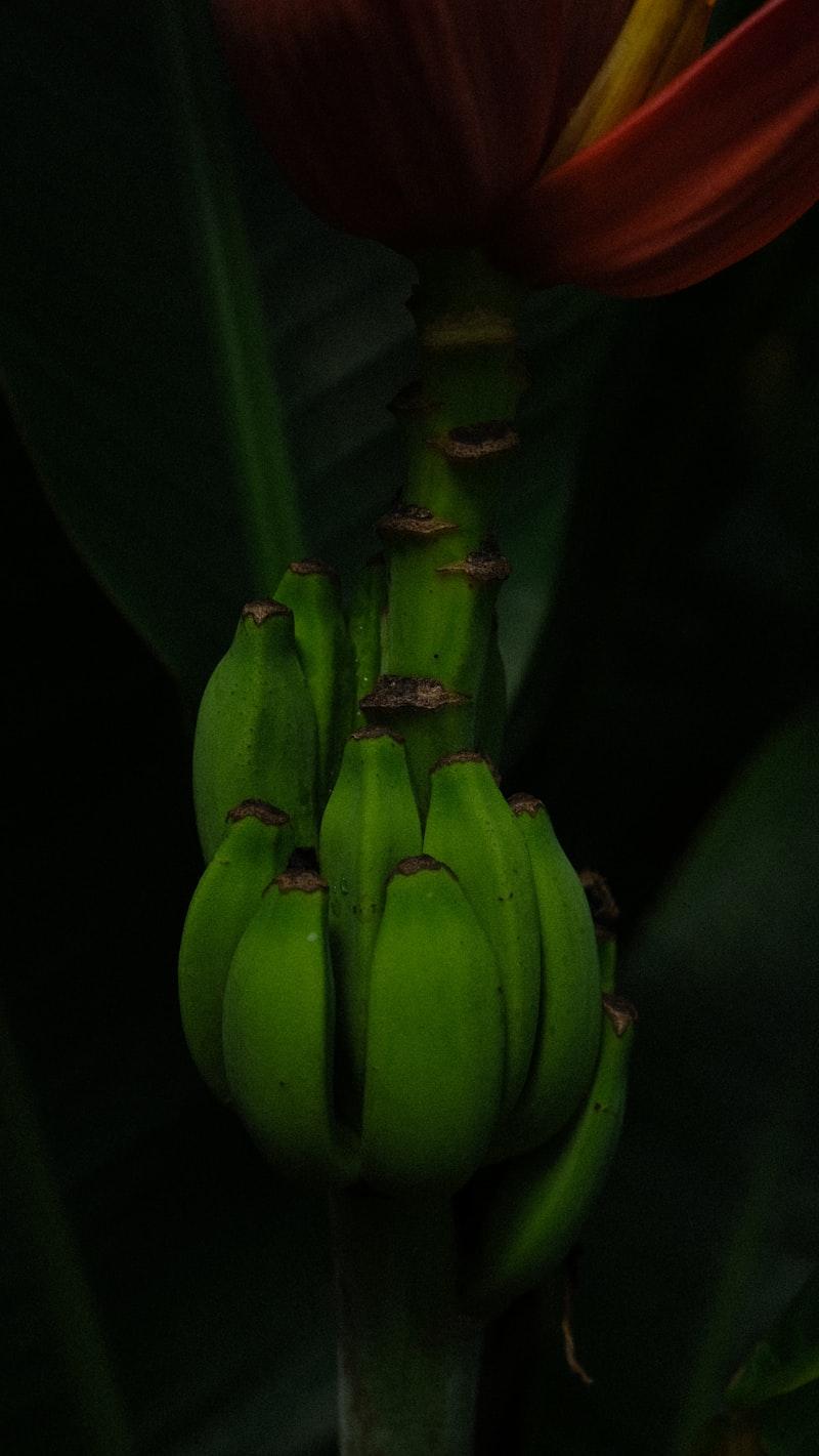 Sweet David Papaya - Image 1