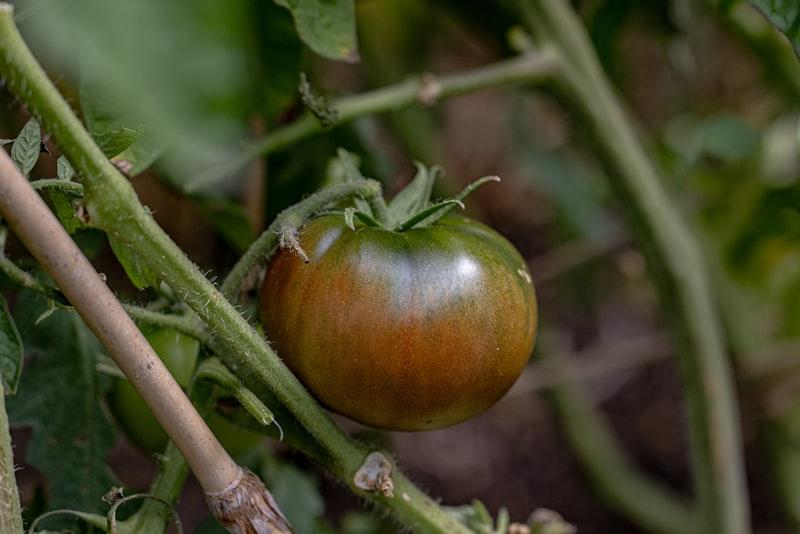 Cherokee Purple - Image 1