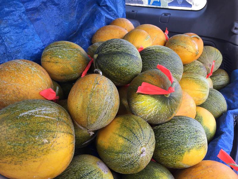 Kazakh Melon - Image 1