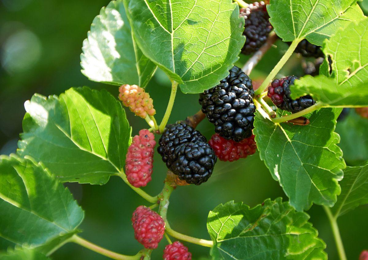 Ohio Everbearing Mulberry - Image 1