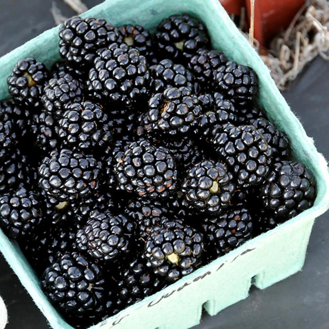 Ouachita Blackberry - Image 1