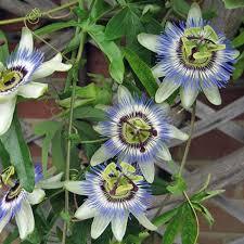 Blue Passion Flower - Image 1