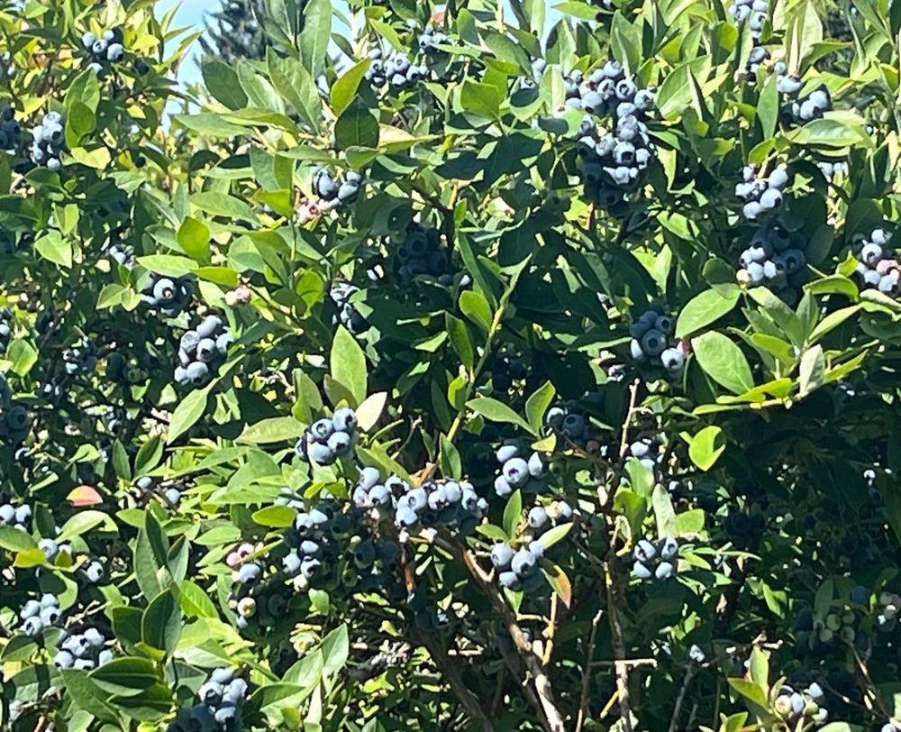Reka Blueberry - Image 1