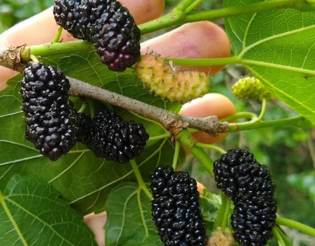Illinois Everbearing Mulberry  #1 (1-gal)