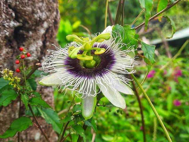 Passionfruit ‘Tango’ (edulis selection)  4" pot