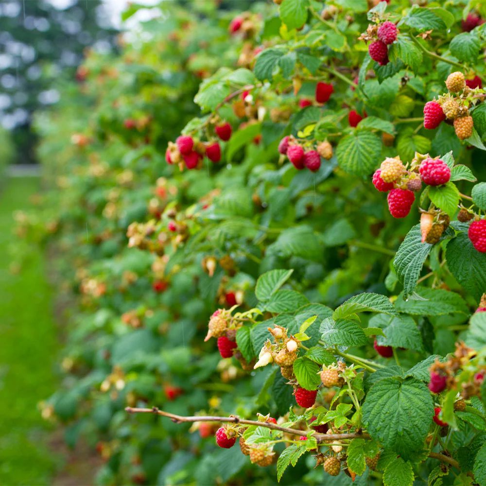 Nantahala Raspberry  #1 (1-gal)