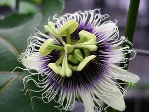 Purple passionfruit vine with ripe fruit and ornate flower