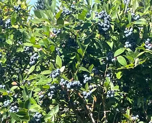 Reka blueberry bush with clusters of ripe berries