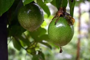 Tango passionfruit hybrid vine