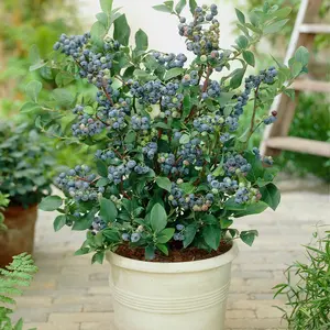 Top Hat dwarf blueberry in container